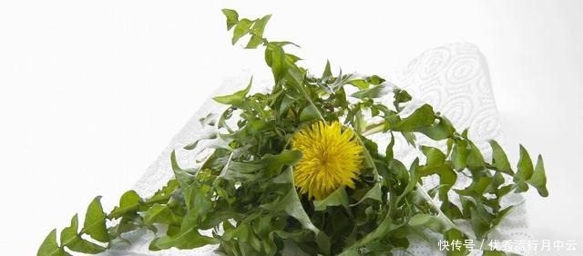 春天的這個東西是個寶，能泡水也能蒸著吃，鮮美營養(yǎng)，錯過就沒了！