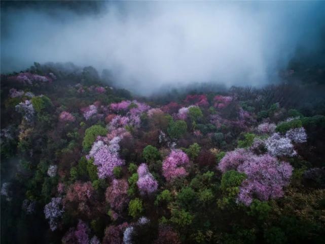 老年|春风拂面百花开 浦江“私藏”了整个春天