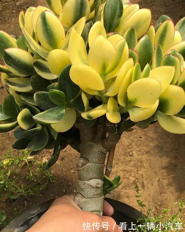 养玉树的4个修剪“姿势”,记住一个就够,不然越养越难看