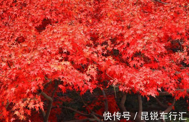 院子里有空地就种这“三种树”,没地挤挤也要种,寓意深远还旺家