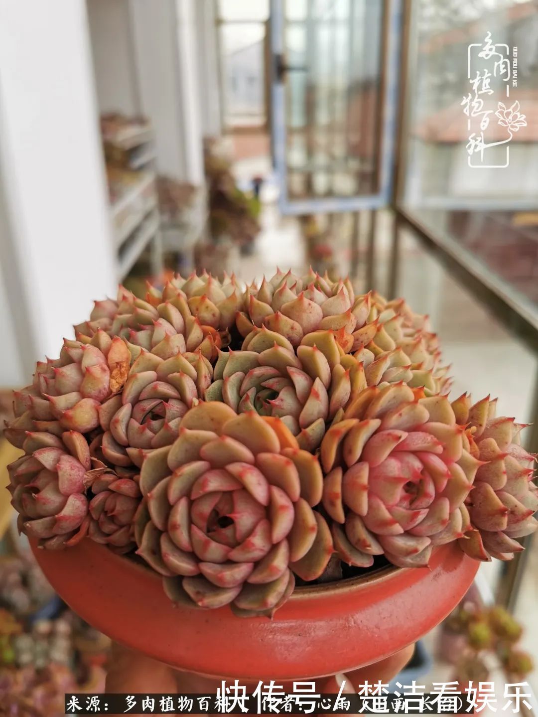 三色堇|懂得珍惜的人,才值得拥有更多美好的事物!养多肉也是如此!