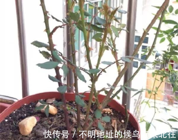 阳台变花园，8种花现在养，半个月就爆满阳台，长的飞快花也多