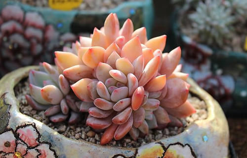 2021“很火”的多肉品种,神仙颜值、好养皮实,养过的都说好