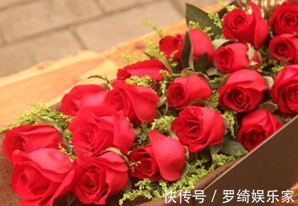 喜欢牡丹，不如养“优良玫瑰”卡罗拉，标准玫瑰红，花开鲜艳照人