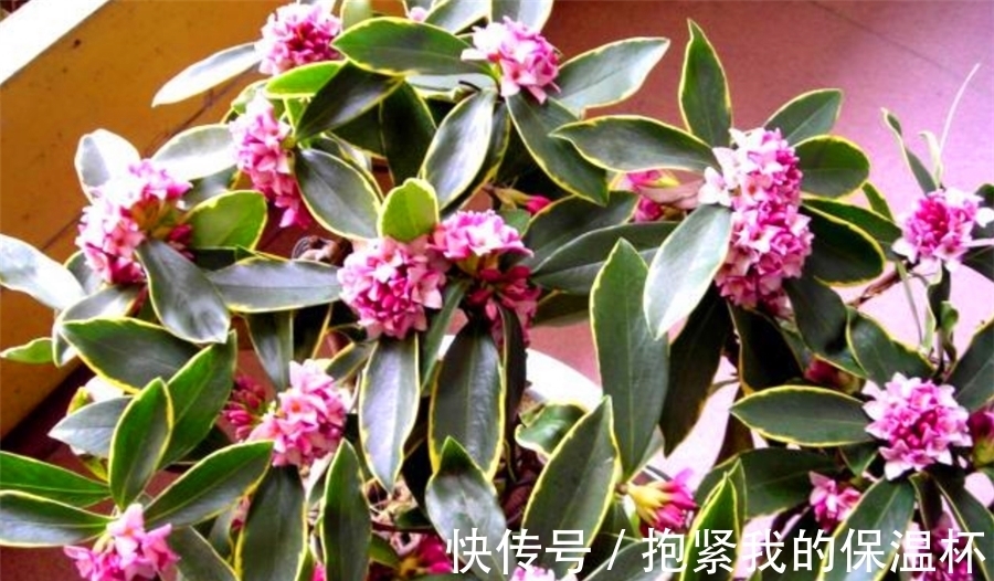 枝条|瑞香花有“4怕”,难怪不长花苞不开花,学会了一盆花开300朵