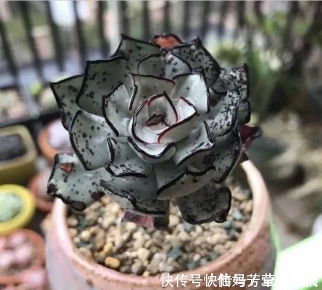 多肉|这个小盆栽居然卖600多万,快看看你家有没有!