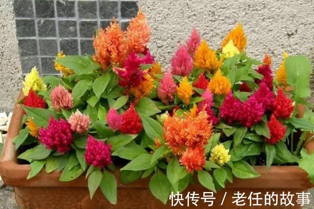 养花|花农养花为啥成本这么低学会用小苏打,几十盆都花不了2块钱