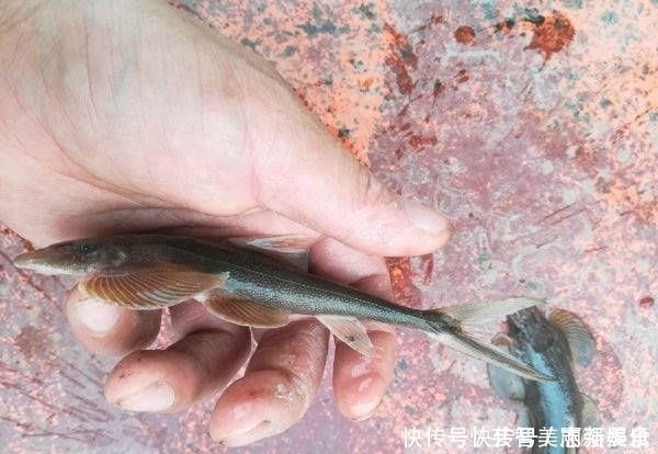 长江上游垂钓,偶遇了两位捕鱼人,于是便有幸见到了这种神奇的鱼