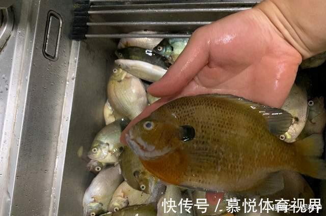 太阳鱼|一胎产上万只，5天孵化，四川多地发现大量太阳鱼，它有多可怕？