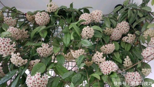 养球兰,2个“条件”满足了,枝繁叶茂,挂满大花球!