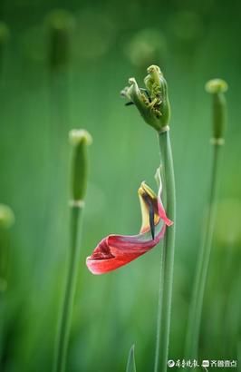 春雨过后，郁金香花瓣已落