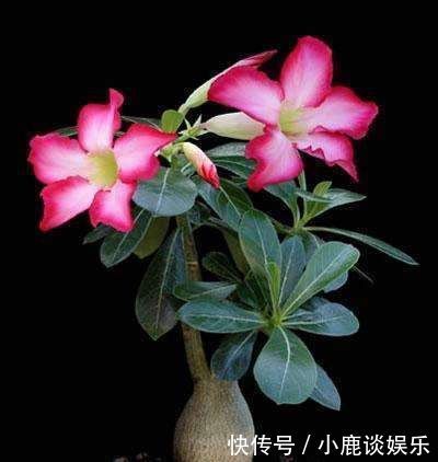 这花超耐旱,放客厅一个月不浇水,照样开满花