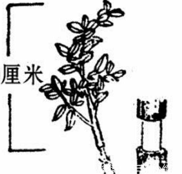 枝条|学会树木高压繁殖方法, 自己培育盆景小老桩!
