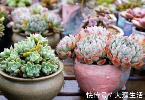 草木灰|多肉养根篇：往盆底放些“它们”，叶子肥成球，根须挤满盆