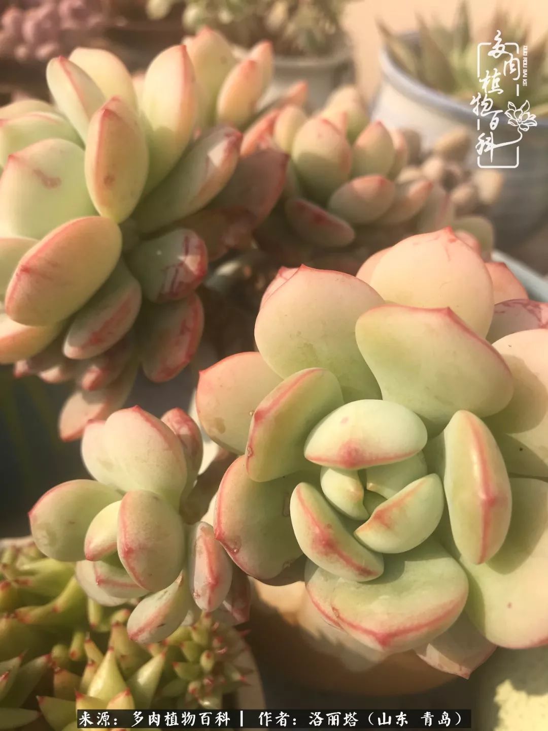 我和我的“多肉恋人”，怎么样有没有惊艳到你！