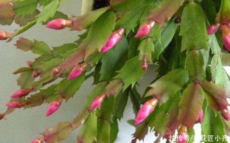 春季蟹爪兰叶片打蔫不精神,教你做4步,叶片变饱满,不停冒新叶