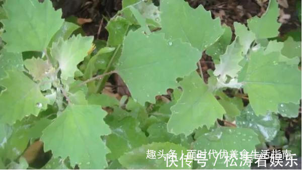 蒜粒|田间地头很常见的野菜,城里餐桌上难得一见美味,小伙伴们记得吗