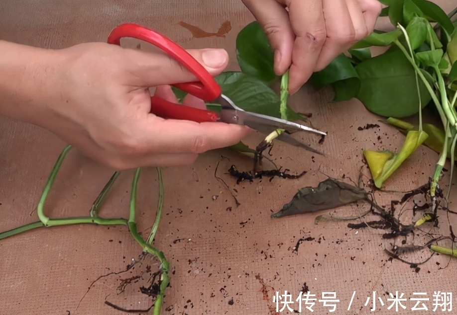 绿萝烂根的原因，如何预防？你永远也不知道的行业秘密