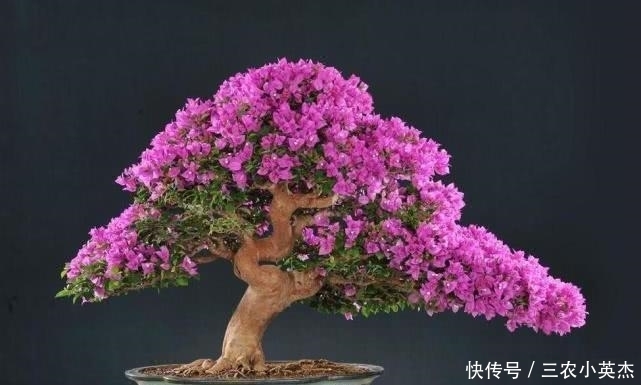  养护|大盆栽的三角梅应该怎么养护呢? 听花农小伟教你