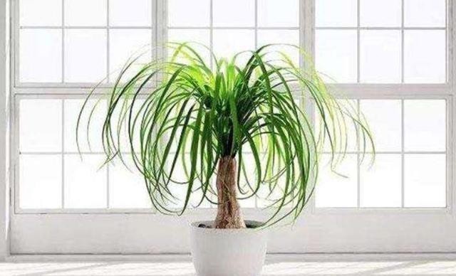 4种可以在家中盆栽的“树”,皮实好养颜值高,第四种养的人很少