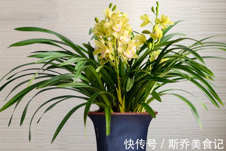 花盆|老师傅养兰花和君子兰从不乱施肥，就用三种，这才叫经验