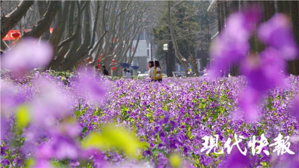 中年|“紫霞仙子”踏春而来，南理工二月兰花海美如画