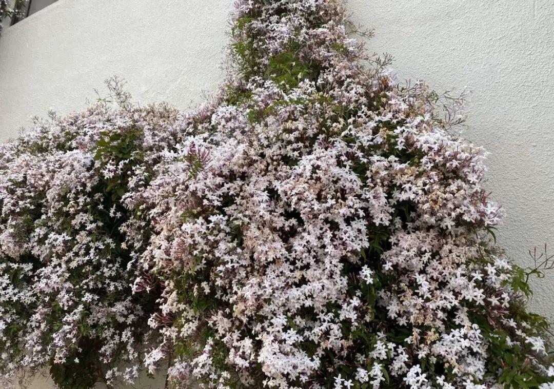 门口种了一棵花,竟被说是不吉利,怼回去:关你P事