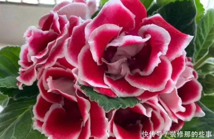 适合养在阳台的花卉,阳台轻松开出花海,妖艳妖娆,花朵姿态万千