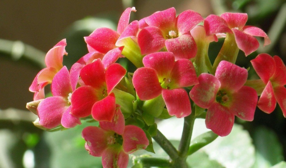 长寿花不开花水分和施肥是关键,注意几点,年年爆盆!