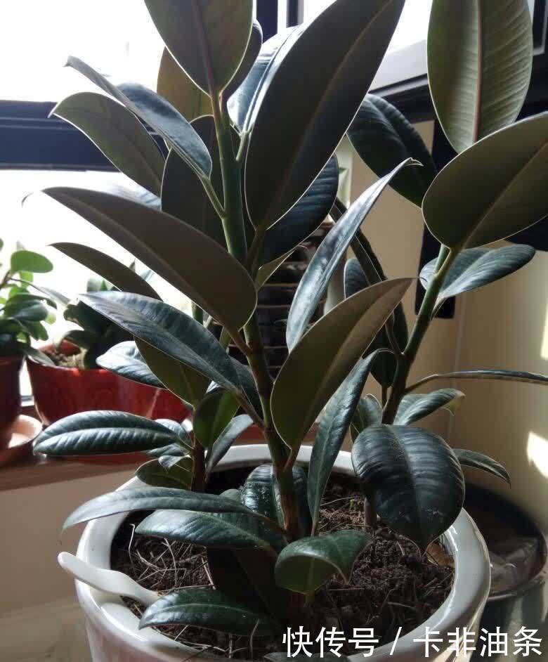 4种“耐阴花”,放客厅阳台都可以养,枝叶繁茂花色艳丽