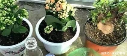 土壤|养花就用松针土,养啥旺啥,自己在家就能做,比买来的营养土好