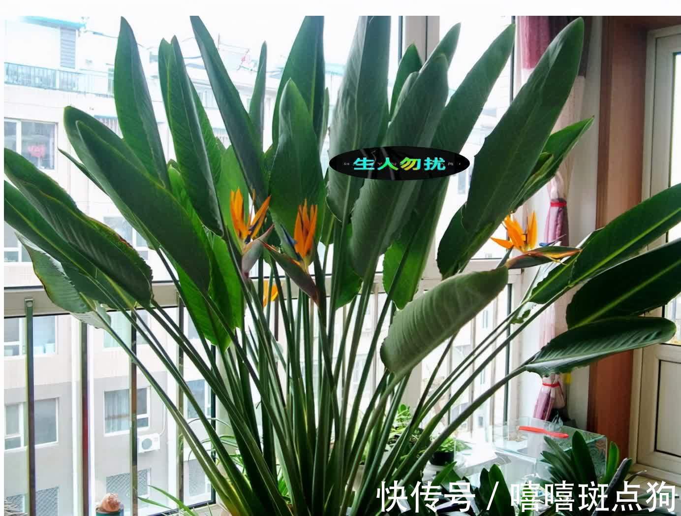 室内想养大盆镇宅花,建议从这10种里面选,听名字就很霸气