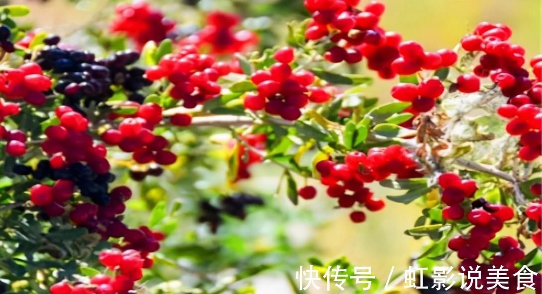 白刺果|女人想皮肤好,可常吃3种食物,排毒抗衰,美容养颜,呵护身体