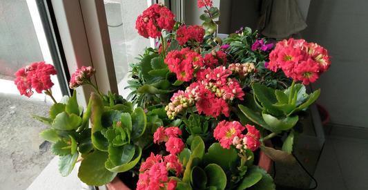 年宵花|家里养了3种花,到了夏天要修剪,不黑腐安全度夏