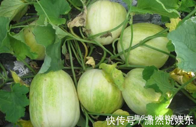 常吃|女性常吃此物,子宫越来越干净,皱纹不见了,皮肤水嫩嫩,显年轻