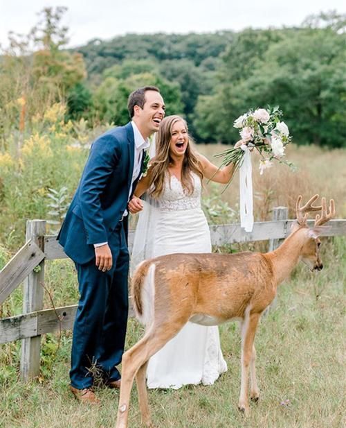 小鹿闯入婚纱照拍摄现场，抢夺新娘手中玫瑰，多么美妙的惊喜！