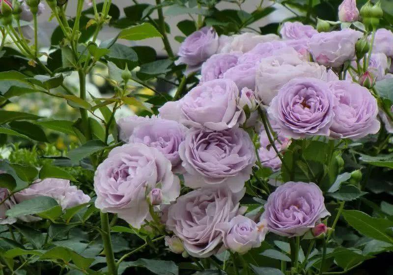 月季为什么光长叶不开花,做好这5点月季开花不再难