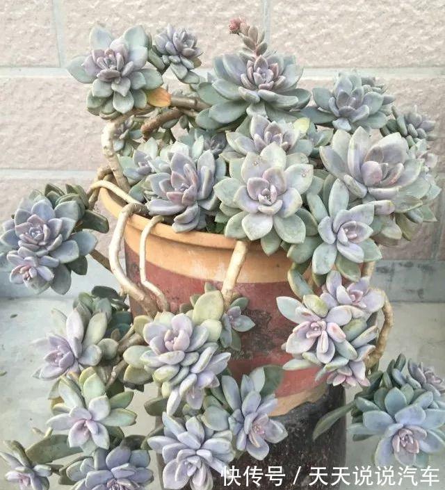 养不死的多肉排名,入坑必选,普货练手不怕浪费
