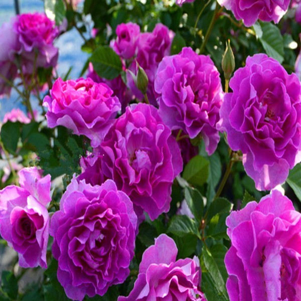 花了100块不到,庭院就大变样,花香四溢,一不小心变成花海