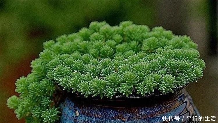 最难养死的10种多肉,谁能养死我服谁!