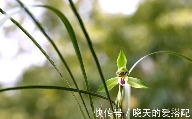 妙招|立秋天气还这么热，养兰花有没有避暑妙招？教你3招安全避暑