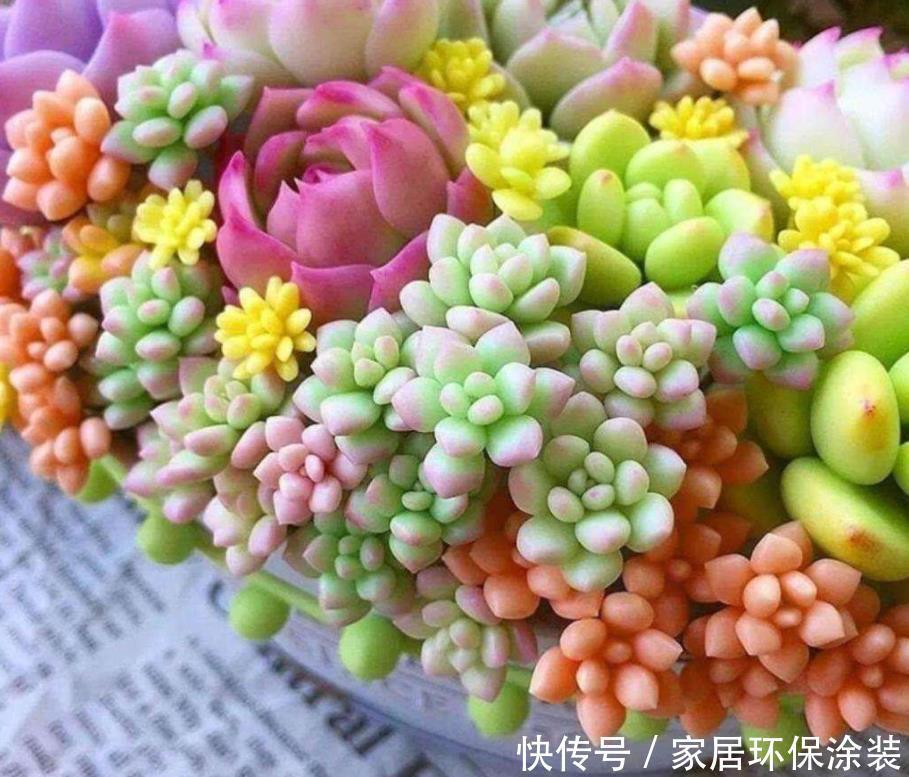 徒长|室内养花容易徒长?教你2个方法,第2种效果最好,大棚主都在用