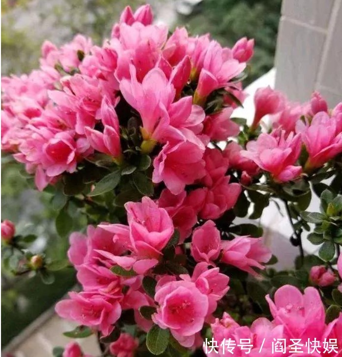 3种花“爱吃醋”，立秋后1个月喂“1杯”，叶油绿，花呼呼开！