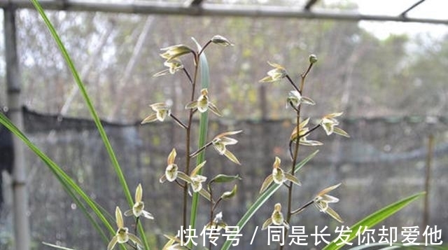 新芽|兰花开完花后,早点给它做好3点,根系长满盆,新芽蹭蹭往外冒