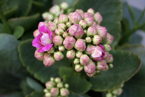 长寿花不开花老花匠教你2招,花苞蹭蹭冒,全年开花不断