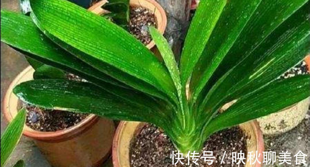 有机肥|君子兰烂根不要扔，用这种方法处理，一个月长满新根