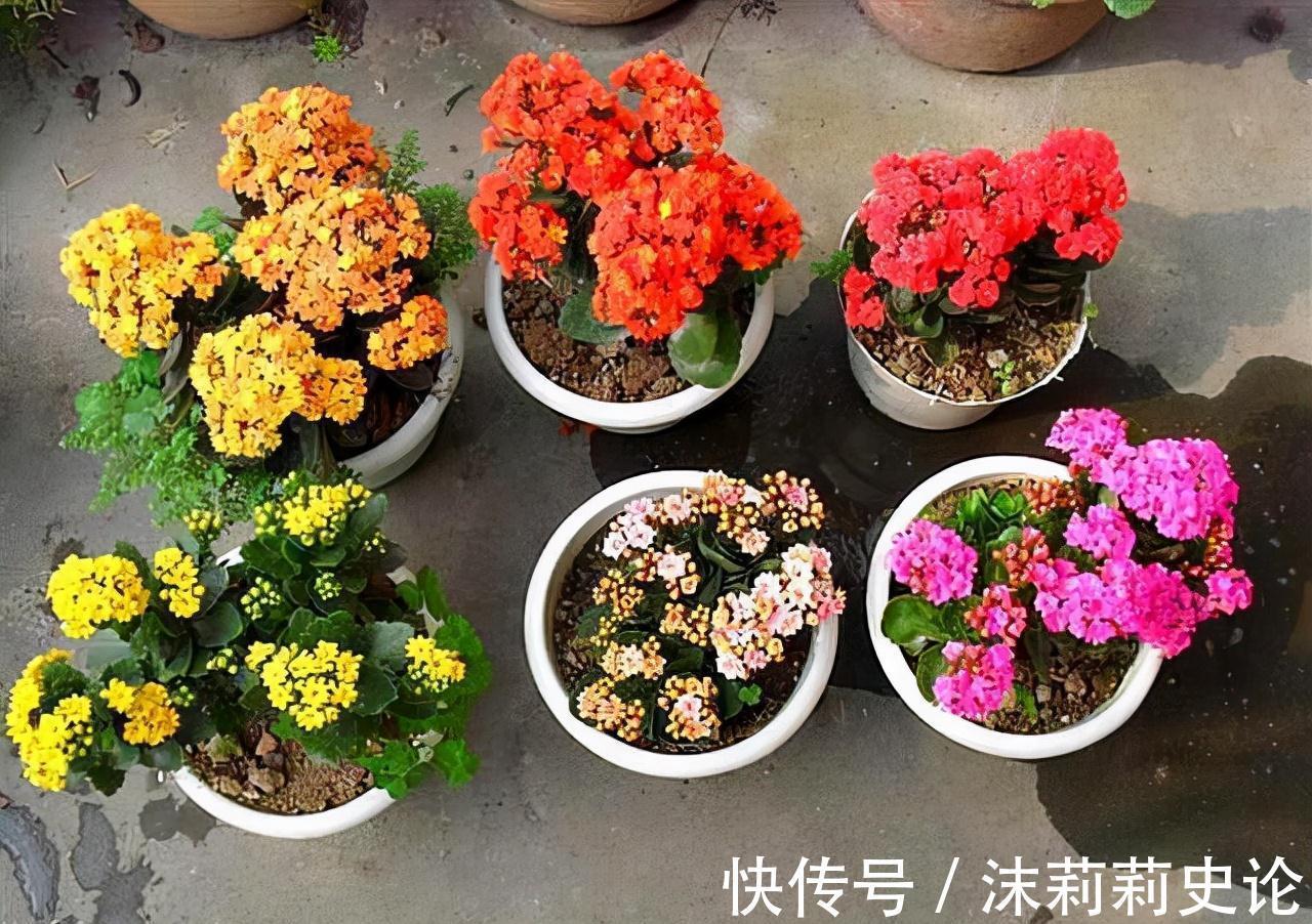 你的长寿花还没开花，赶紧来一勺它，花朵集体猛开