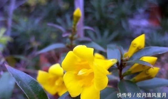 红花|全株有毒却成“网红花”,商家告诉你它多漂亮,却不说毒性有多强