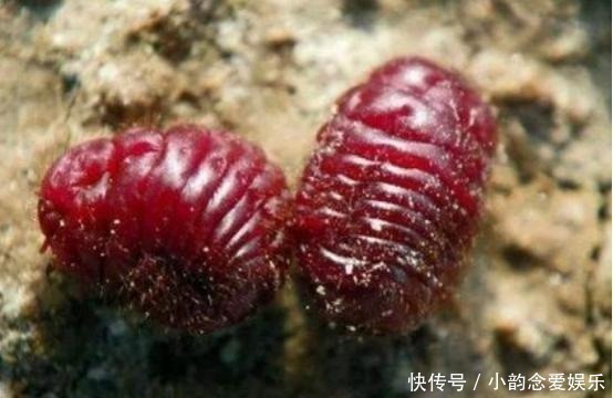 口红是用虫子尸体做的越贵的虫子越多,看完你还敢用口红吗