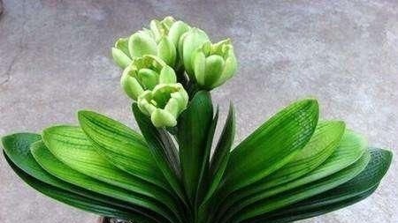 头次见用“它”浇君子兰，怪不得叶子又宽又绿，太实用了